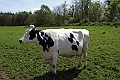 Vache (03)